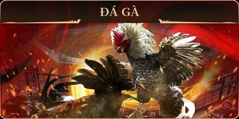 Đá gà